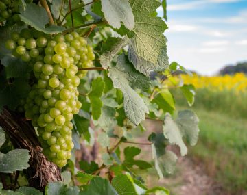 grapes